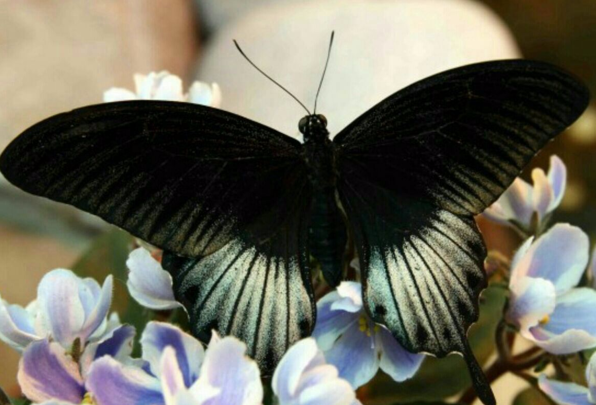 Не бабочкина куколка. Бабочка Papilio LOWI (парусник лови). Парусник Румянцева бабочка. Парусник Румянцева чёрный принц бабочка. Бабочкины Крылья.